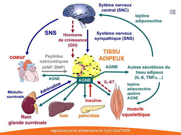 Tissus Adipeux Et R Gulation Archives Nutrition Ob Sit