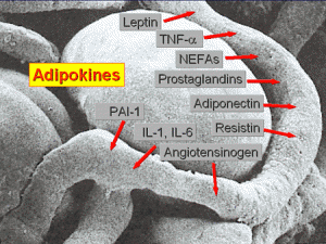 nutrition obésité adipocytes et adipokines